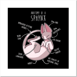 Sphynx Cat Anatomy Posters and Art